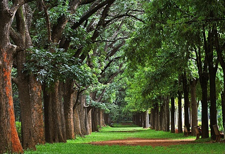 Karnataka Govt soon to make a big decision on Multi-floor building in Cubbon Park